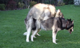 动物的交配视频,揭秘奇妙的交配瞬间